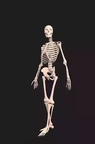 Realistic Human Skeleton 3D Model Anatomically Accurate