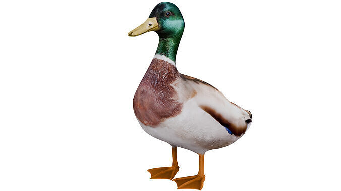 Mallard Duck 3D model