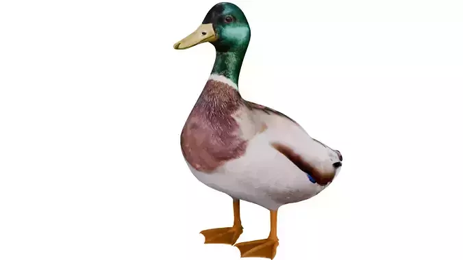 Mallard Duck