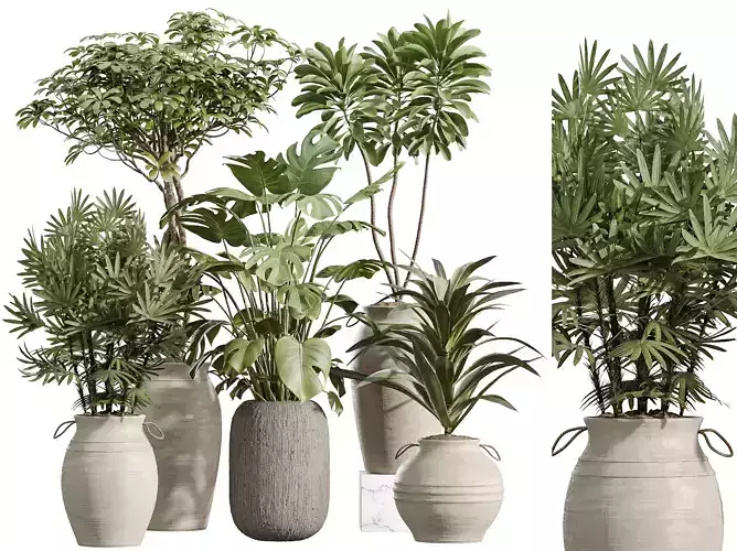 AV Indoor Plants Set 253 Monstera Drupifera Schefflera Rhapis