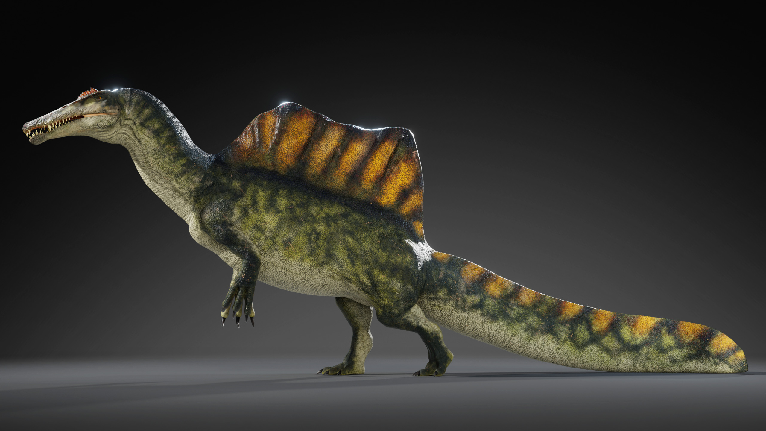 Spinosaurus Rig Low-poly 3D model_4