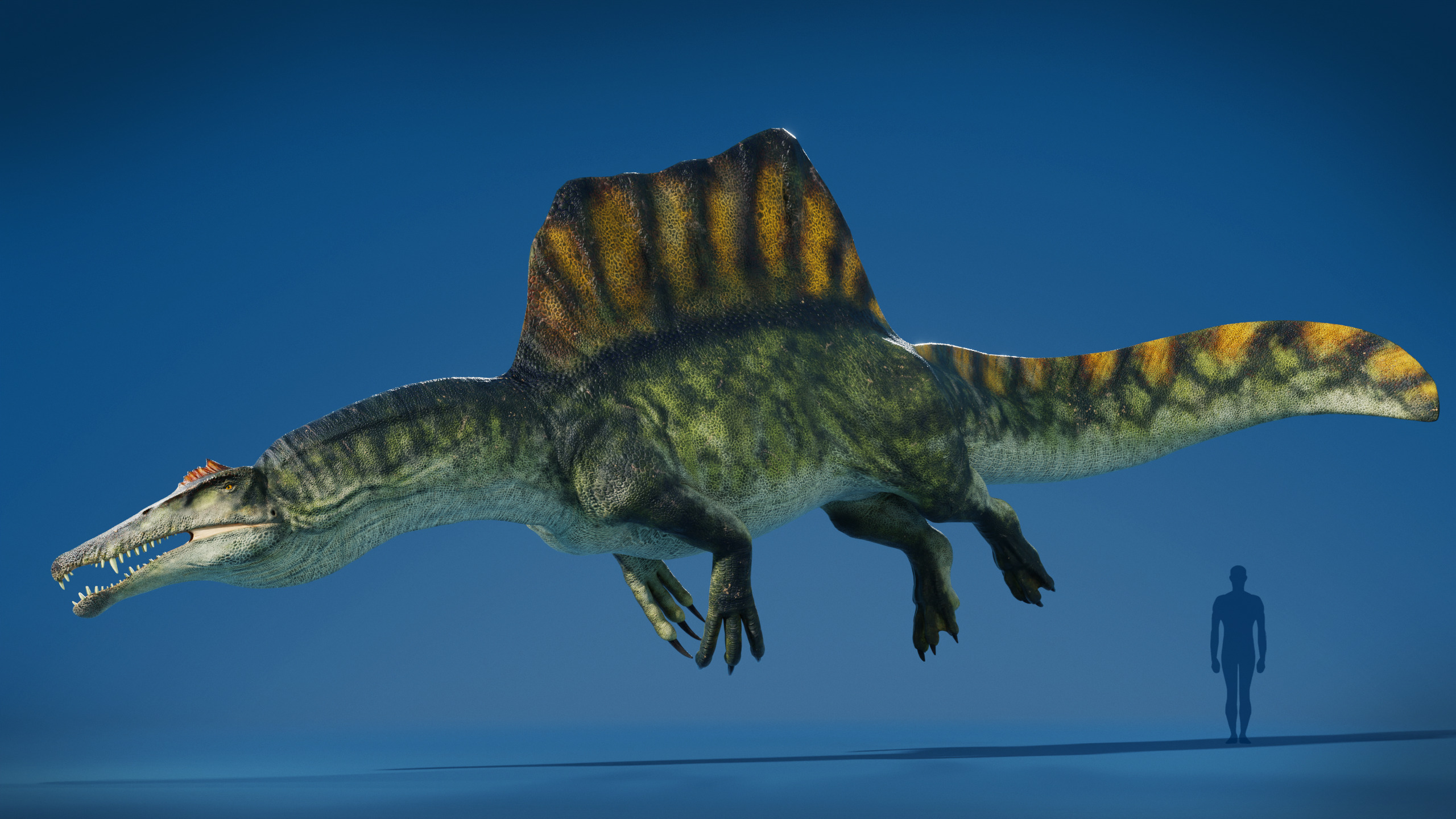 Spinosaurus Rig Low-poly 3D model_11