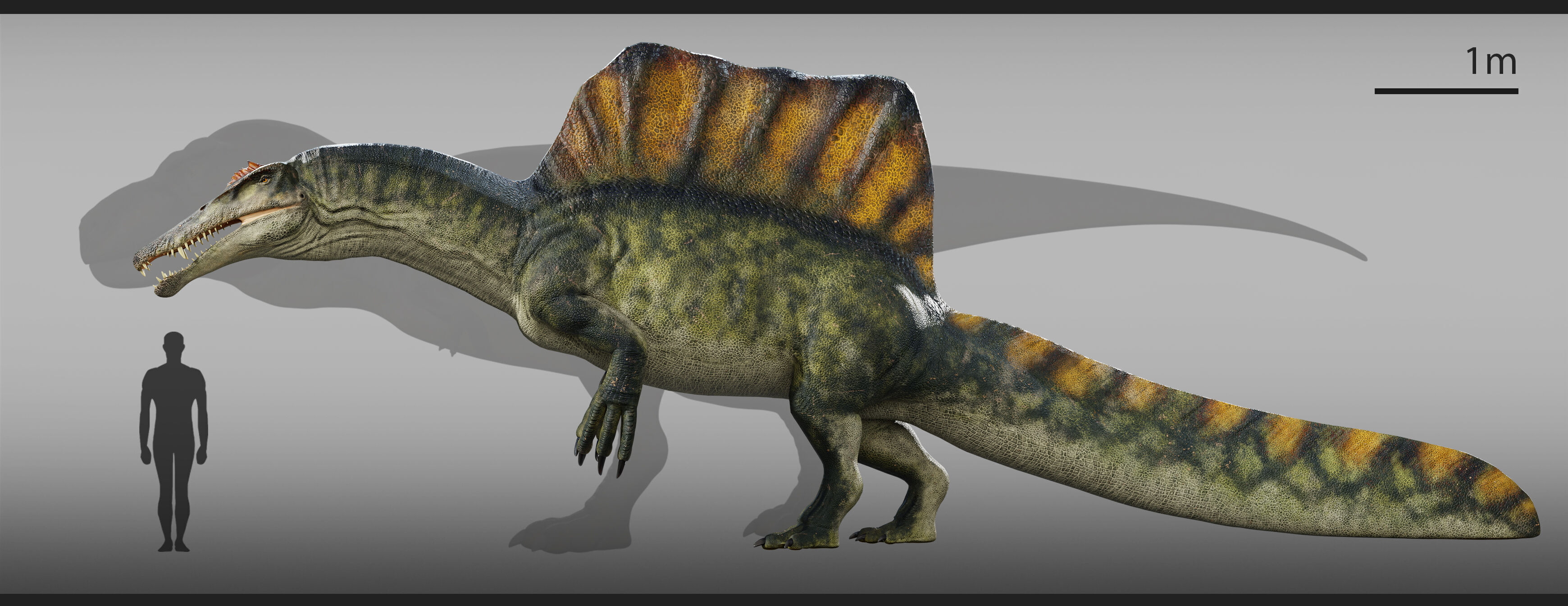Spinosaurus Rig Low-poly 3D model_12