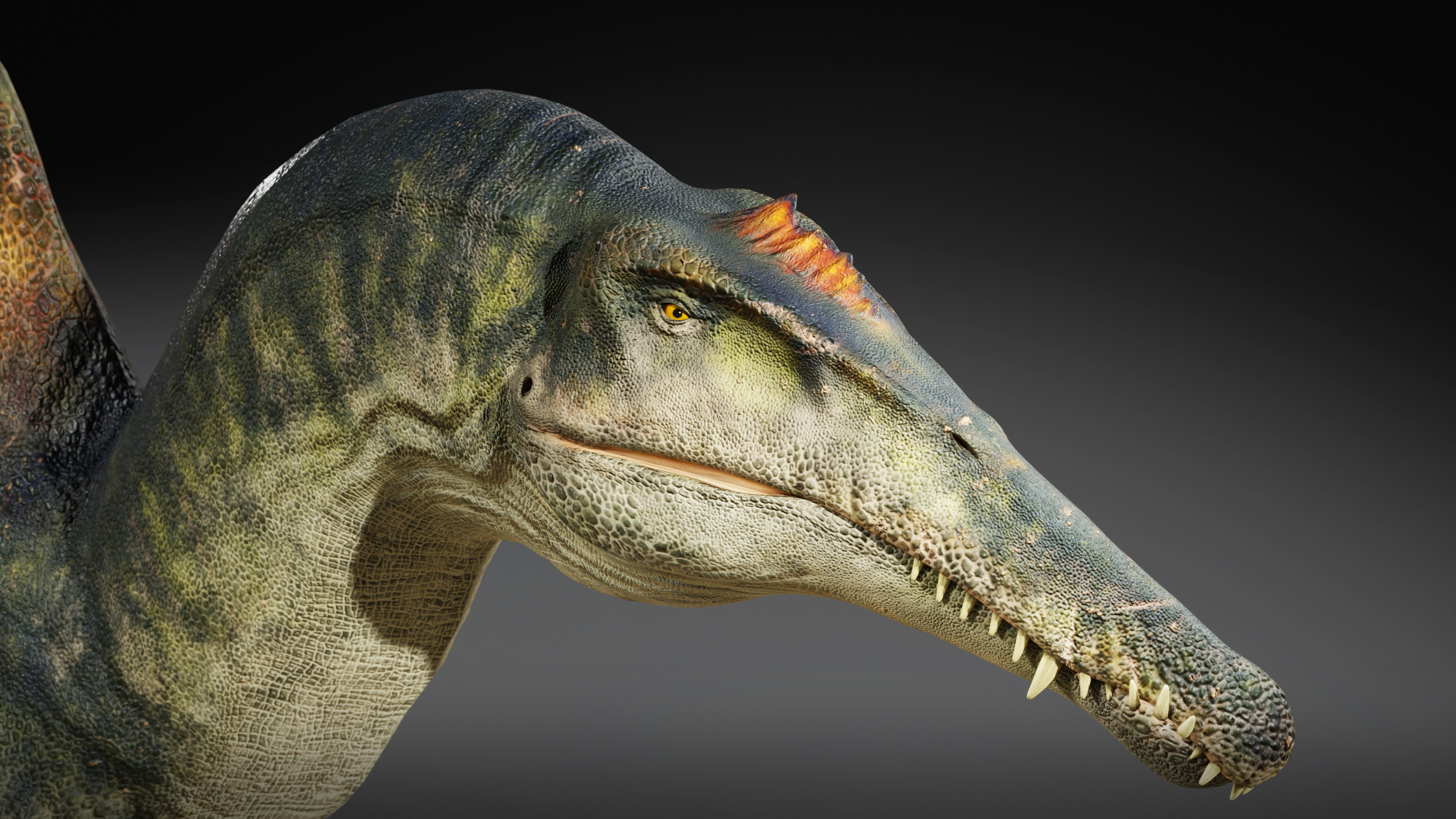 Spinosaurus Rig Low-poly 3D model_6