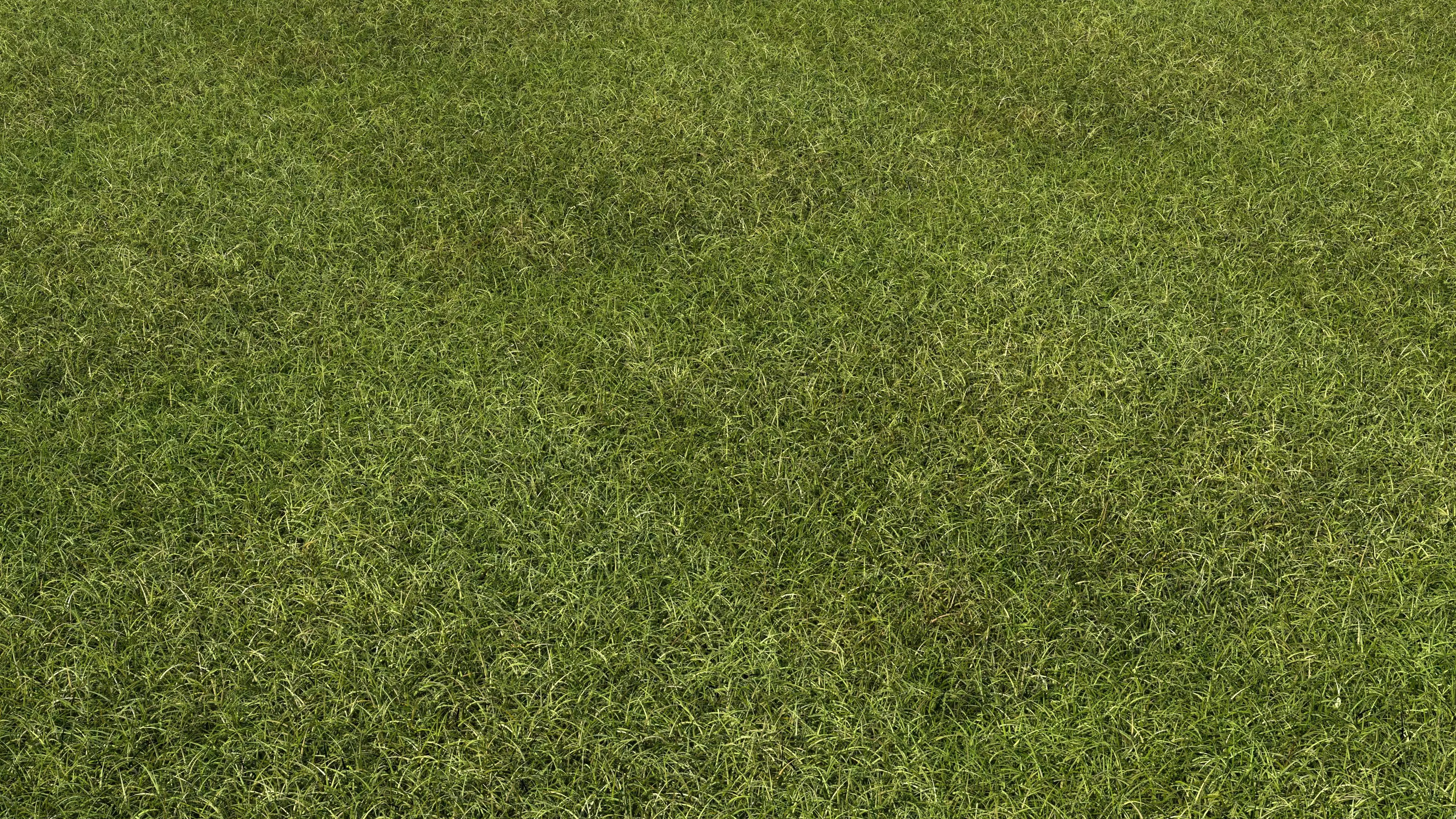 3D Grass Model Low-poly 3D model