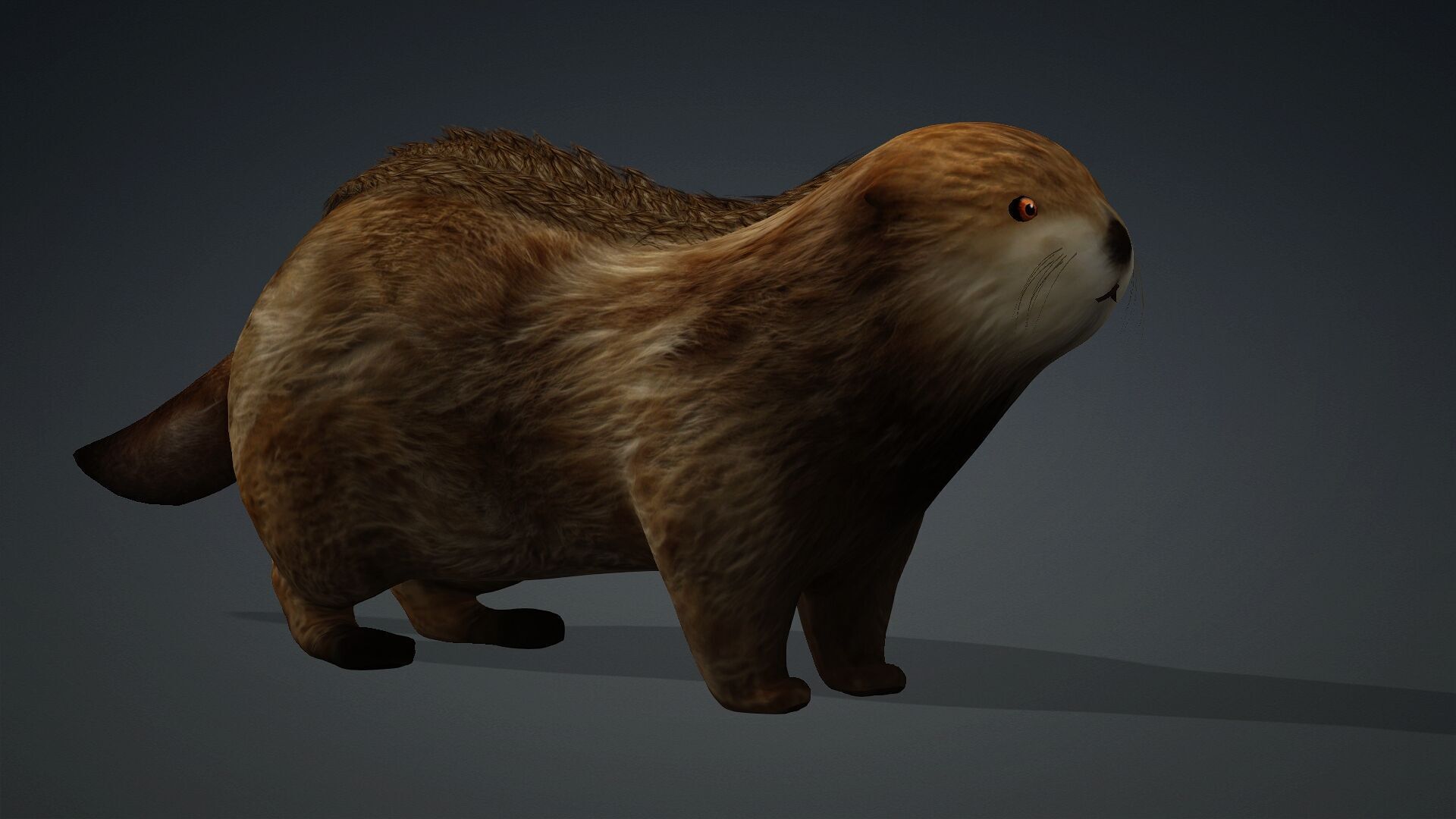 Otter-A2 3D model_3