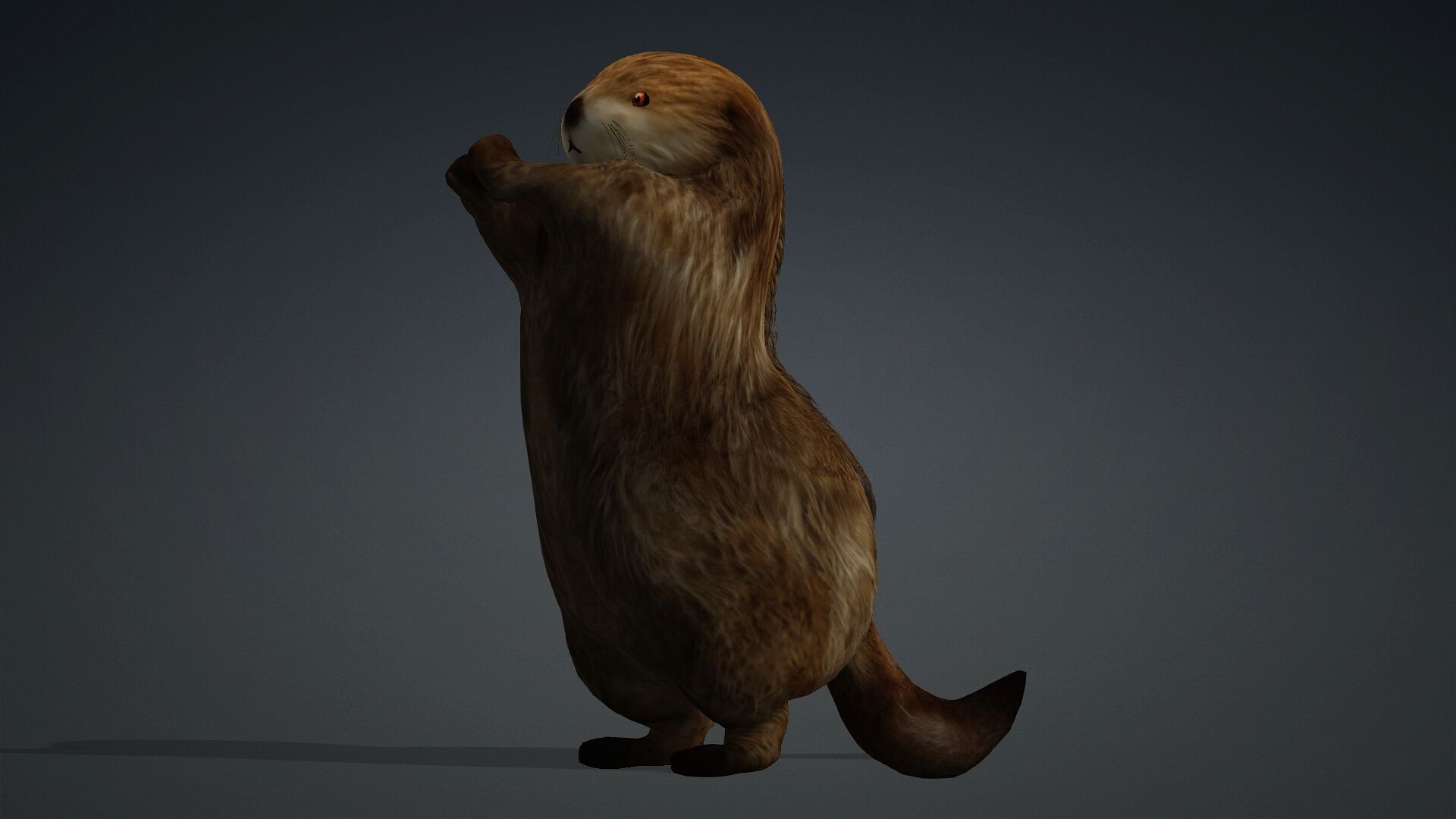 Otter-A2 3D model_9