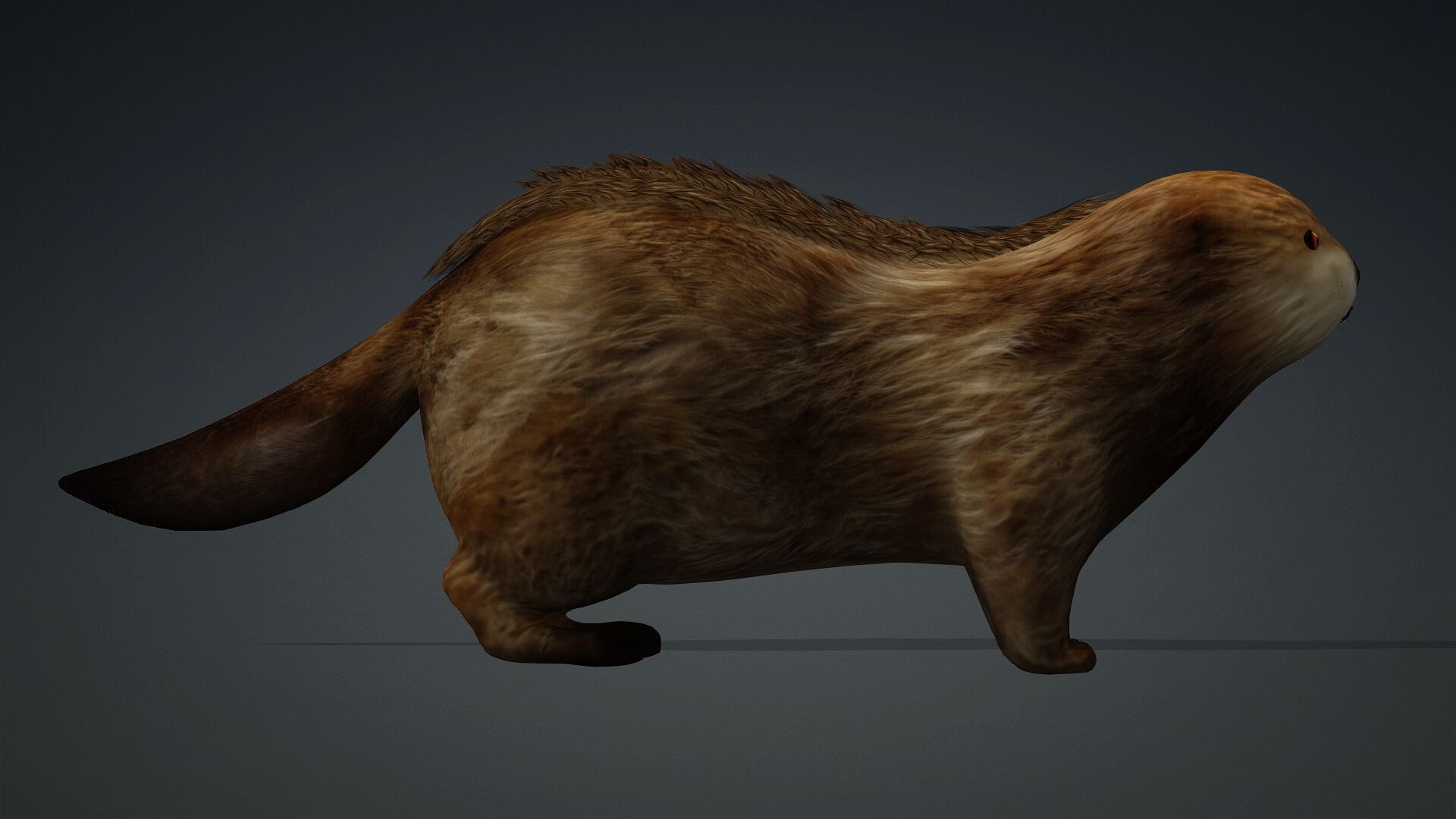 Otter-A2 3D model_10