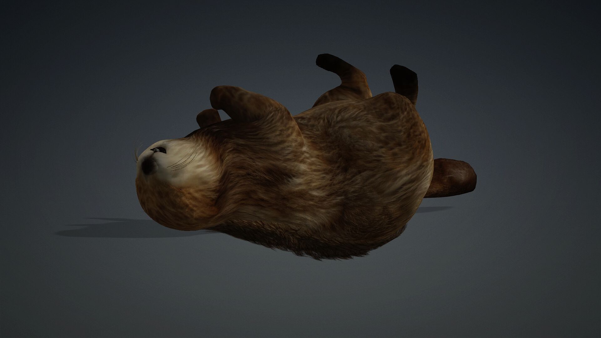 Otter-A2 3D model_4