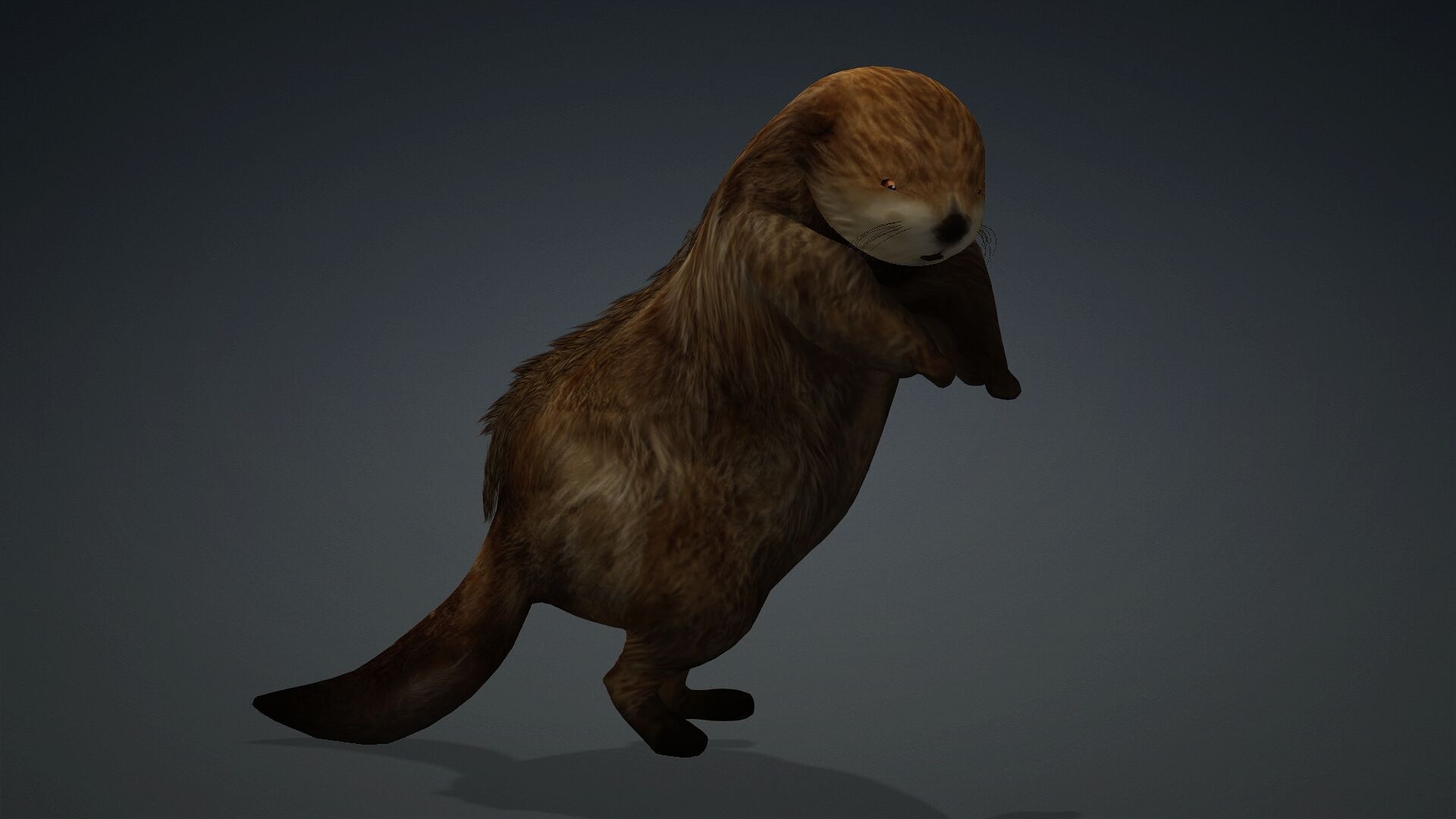 Otter-A2 3D model_7