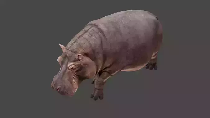 Hippopotamus