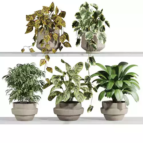 plants on shelf