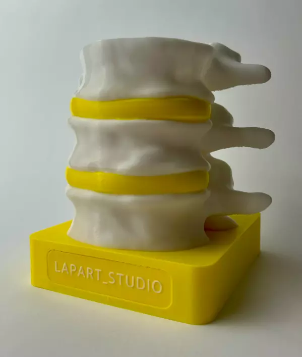 Vertebrae organizer 3D print model