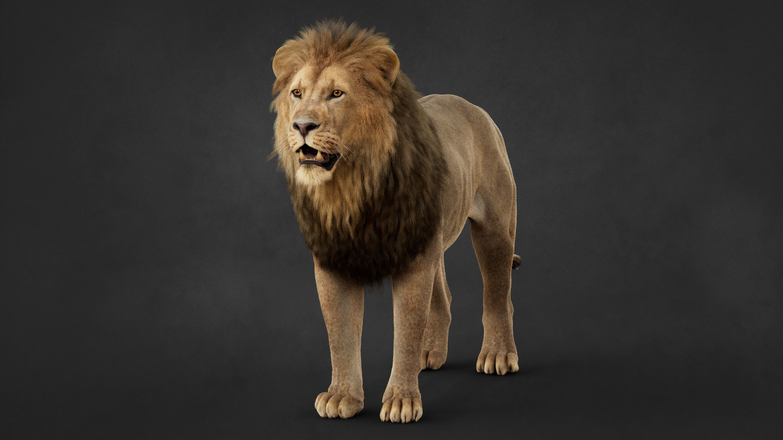 Lion 2025 - static version - Xgen-Core 3D model_9