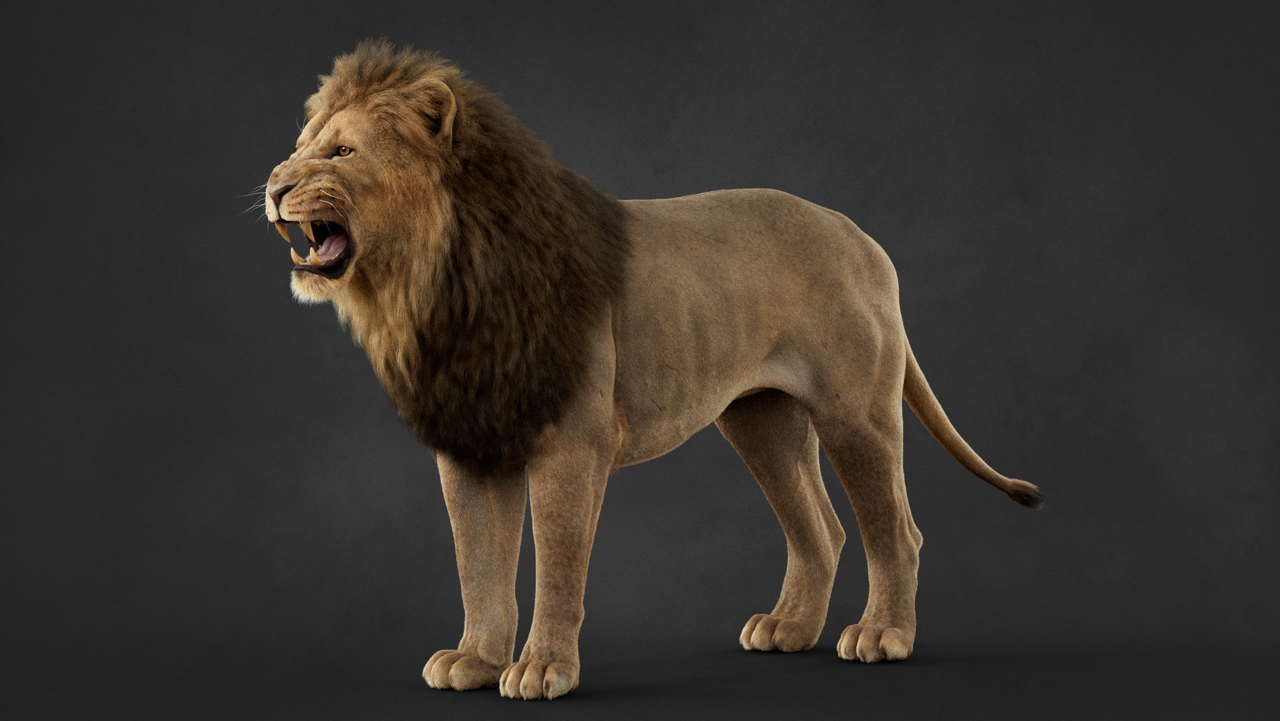 Lion 2025 - static version - Xgen-Core 3D model_13