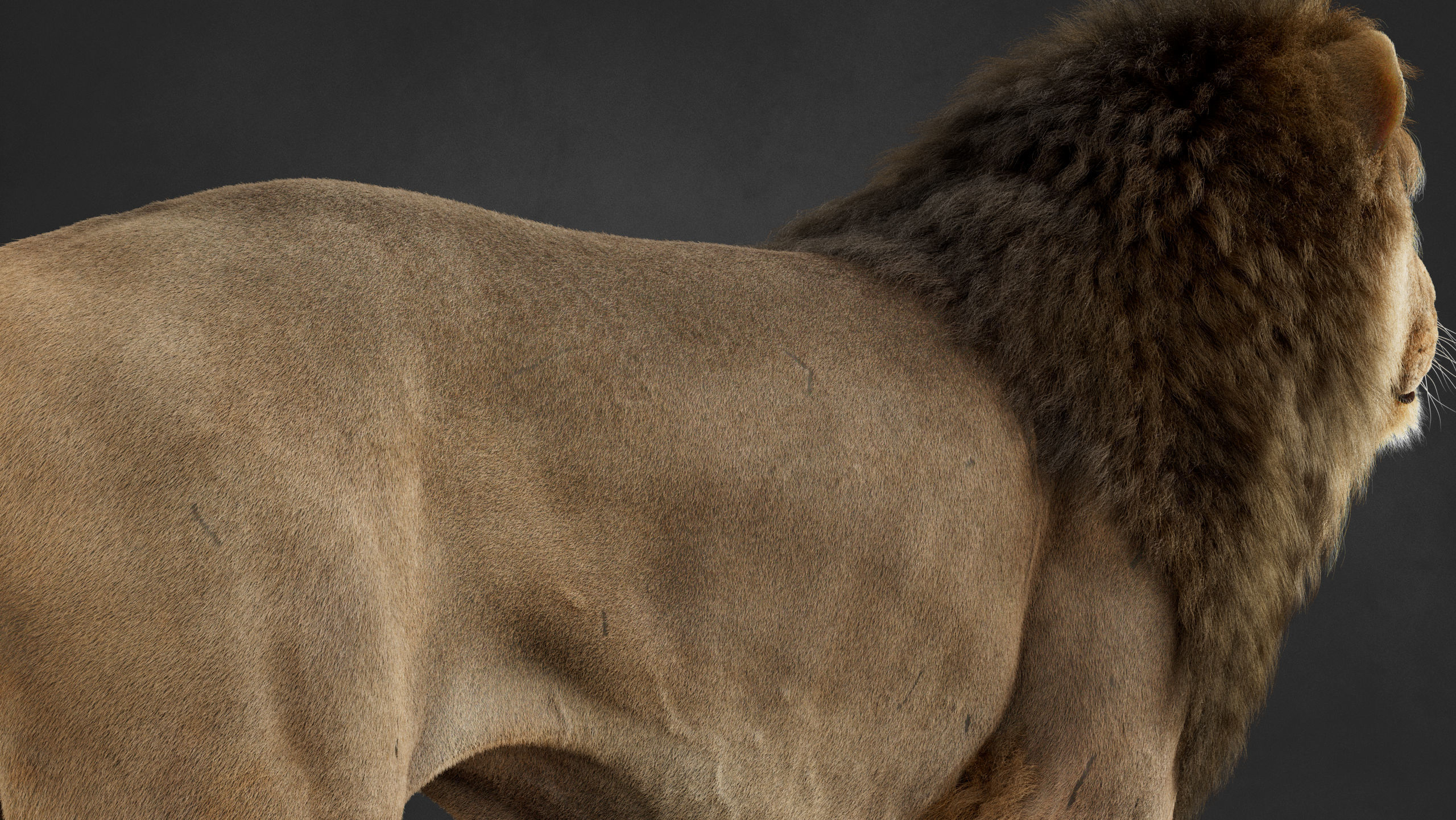 Lion 2025 - static version - Xgen-Core 3D model_18