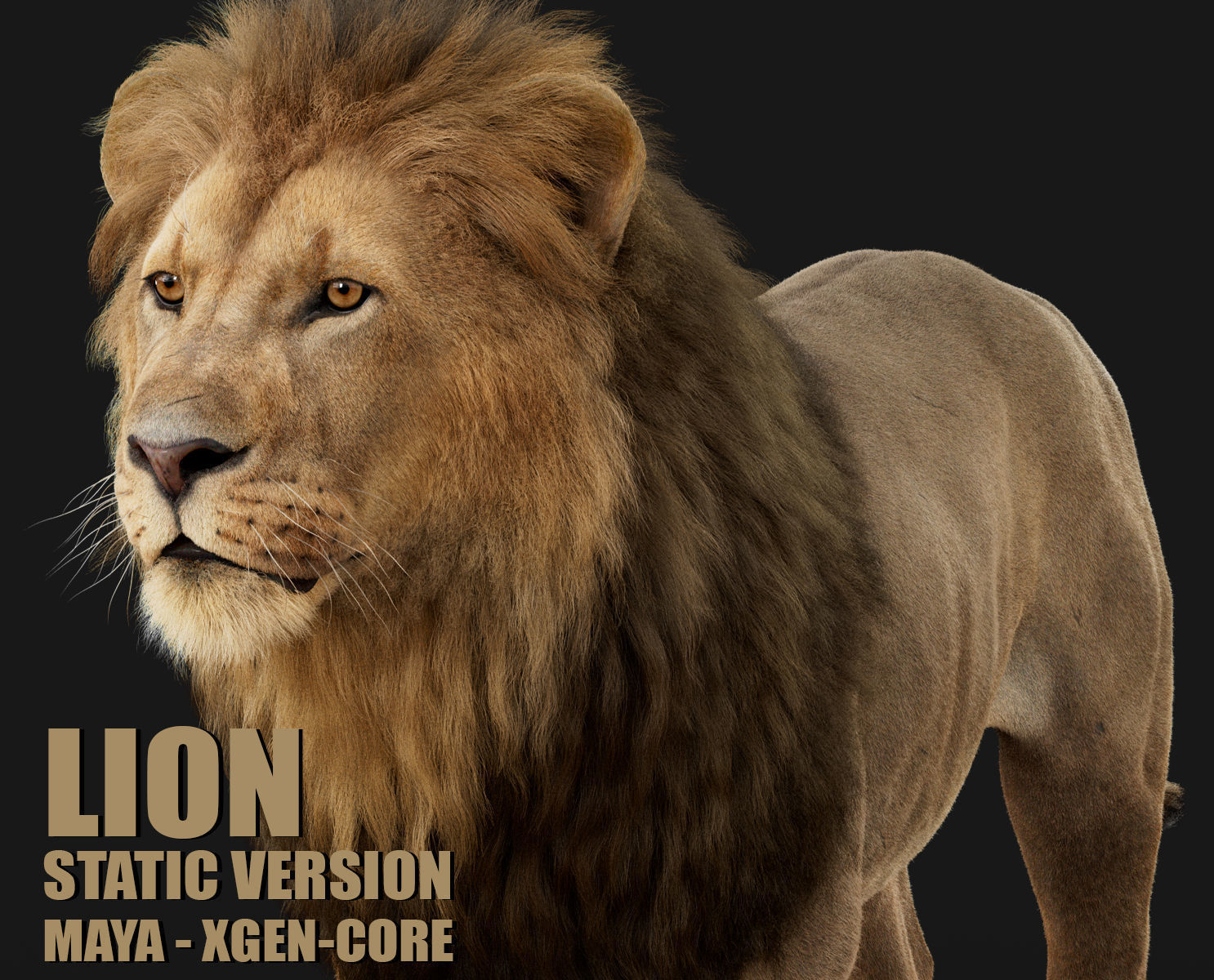 Lion 2025 - static version - Xgen-Core 3D model_4