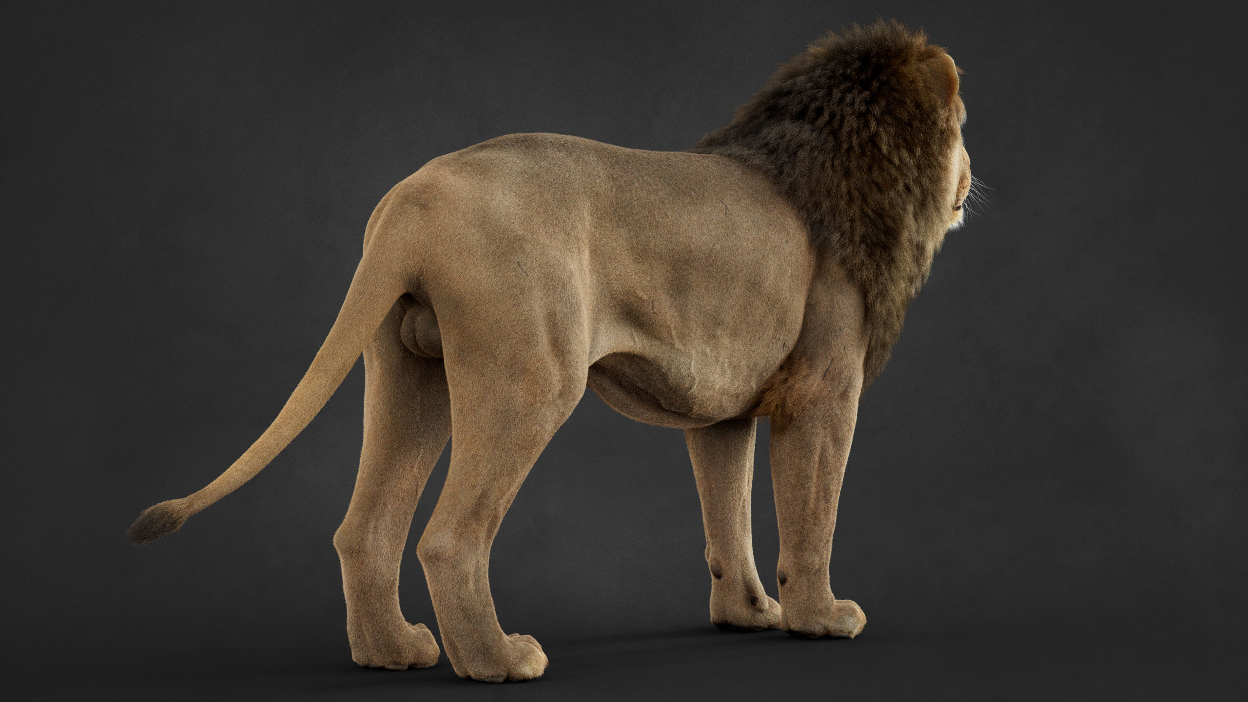 Lion 2025 - static version - Xgen-Core 3D model_17
