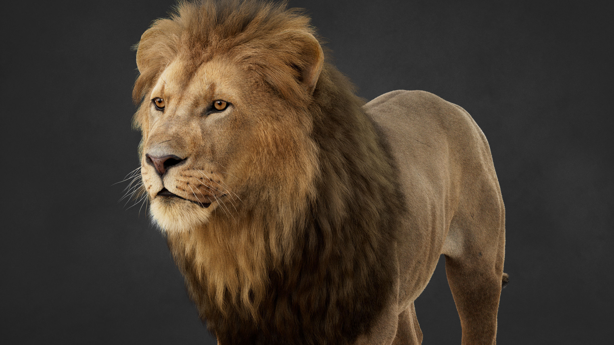 Lion 2025 - static version - Xgen-Core 3D model_5