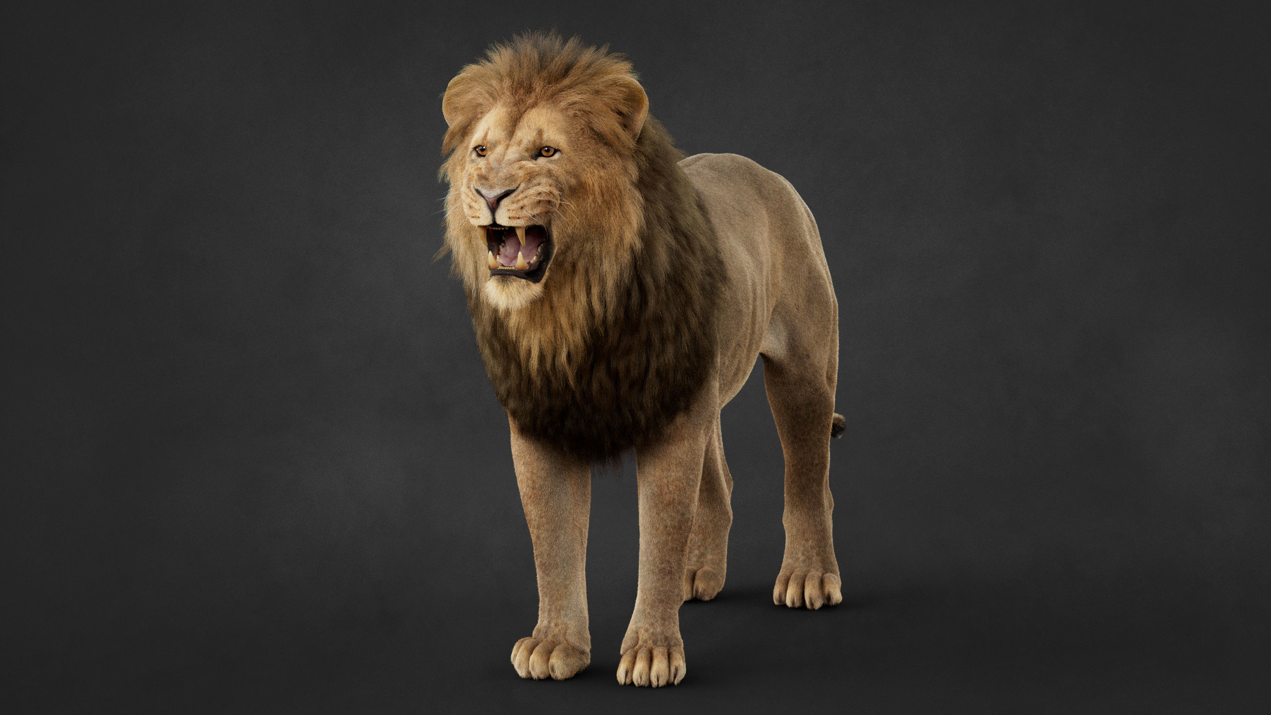 Lion 2025 - static version - Xgen-Core 3D model_10