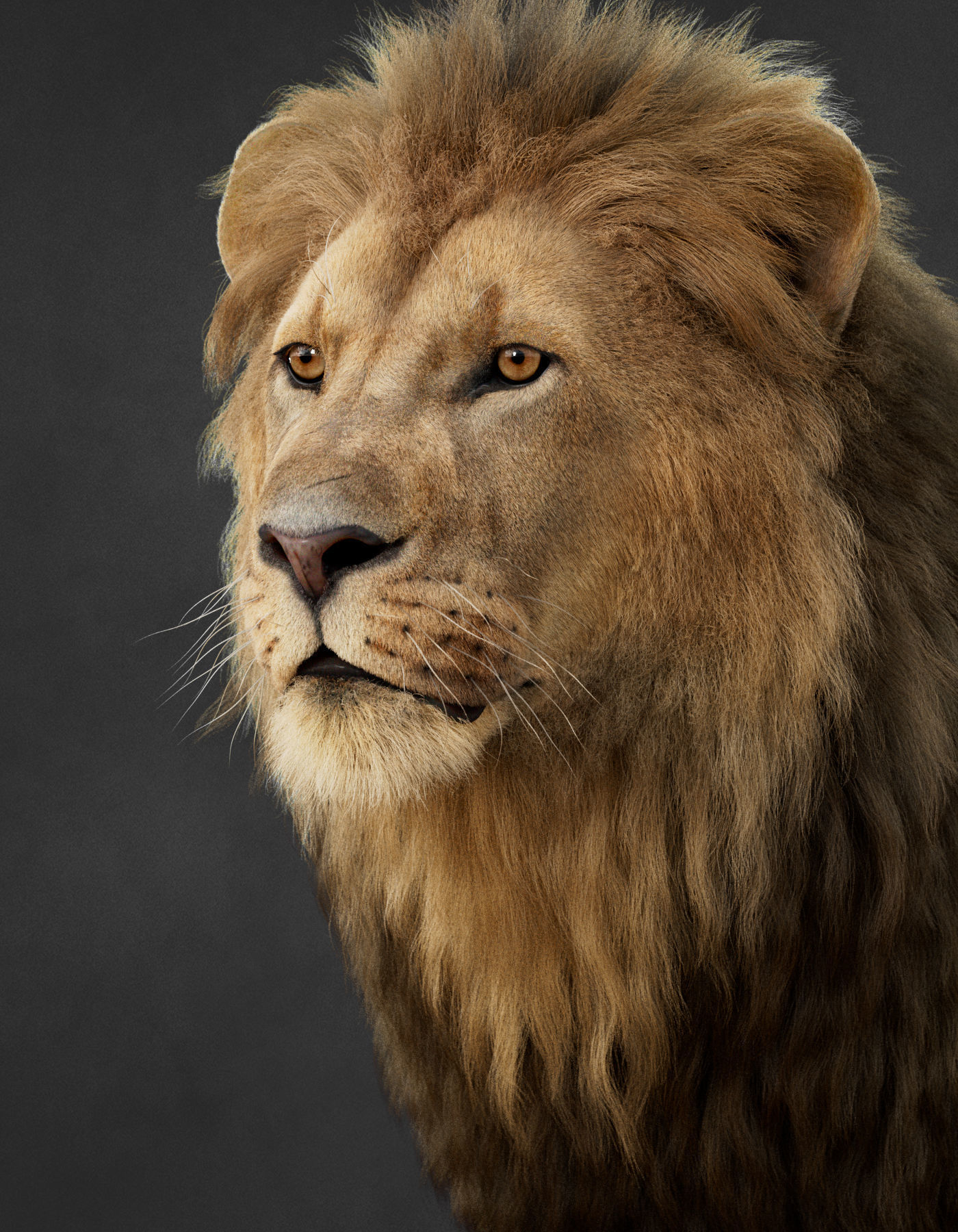 Lion 2025 - static version - Xgen-Core 3D model_21