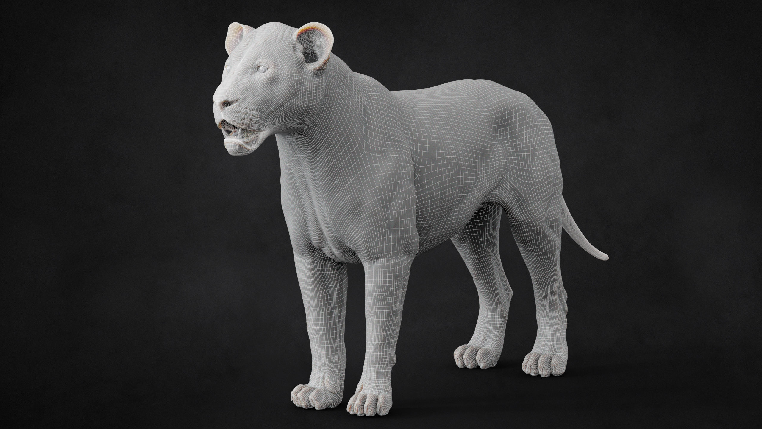 Lion 2025 - static version - Xgen-Core 3D model_23