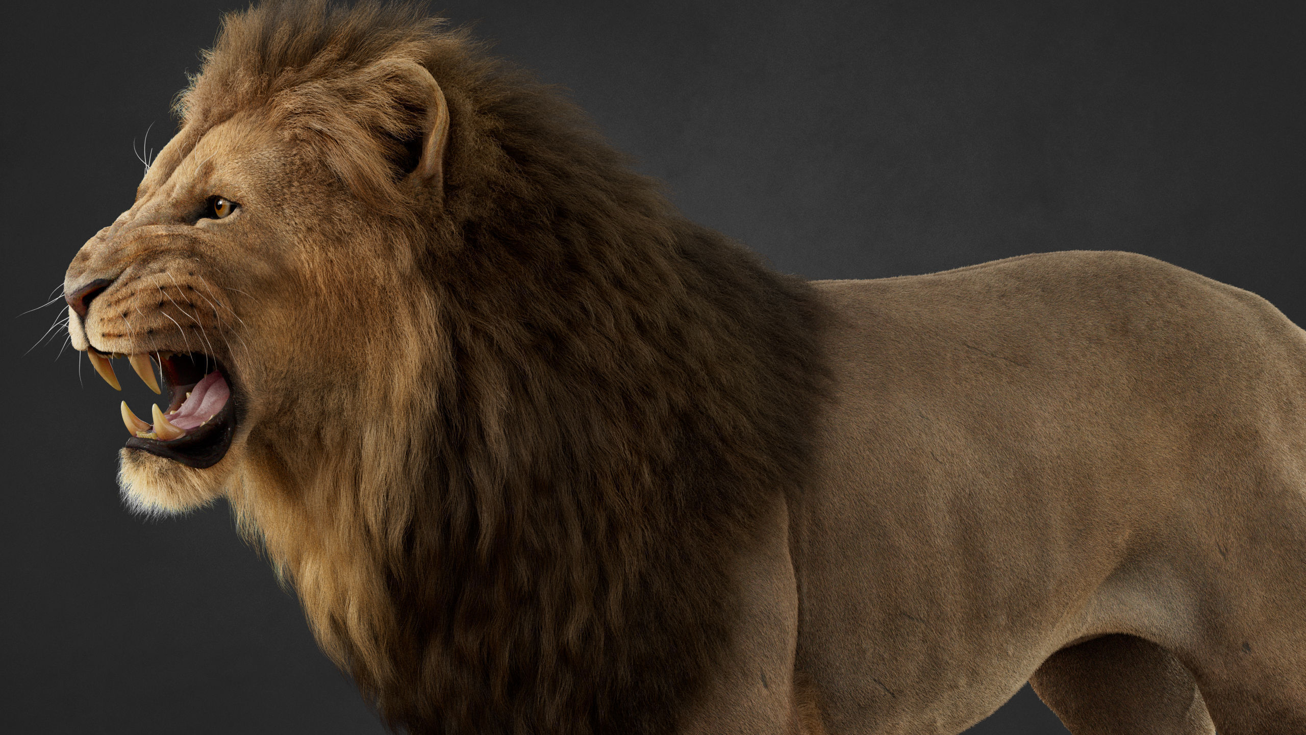 Lion 2025 - static version - Xgen-Core 3D model_14