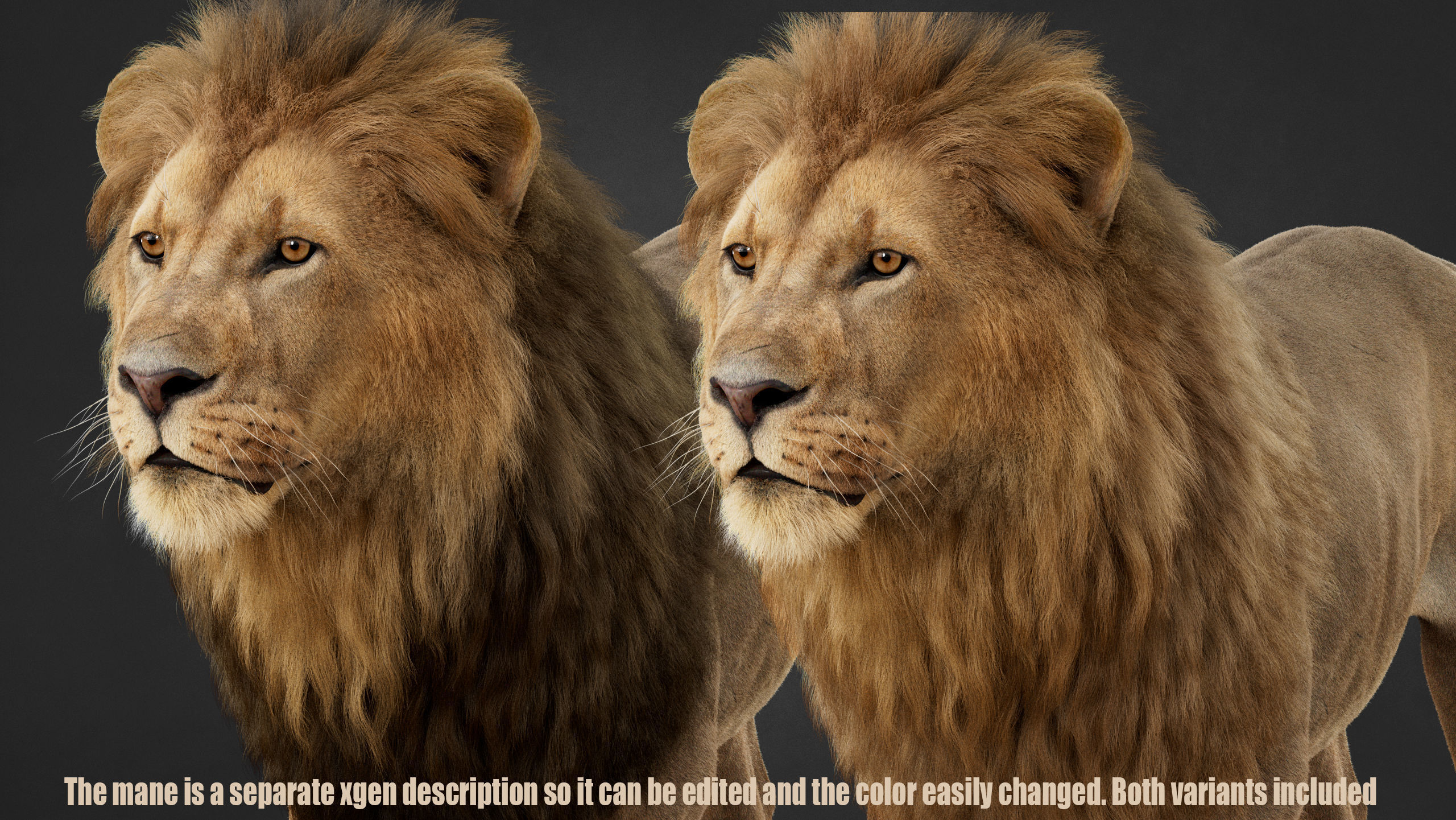 Lion 2025 - static version - Xgen-Core 3D model_7