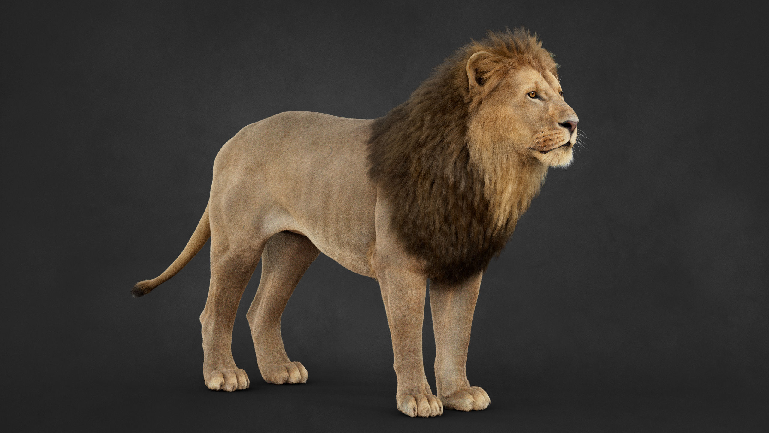 Lion 2025 - static version - Xgen-Core 3D model_19