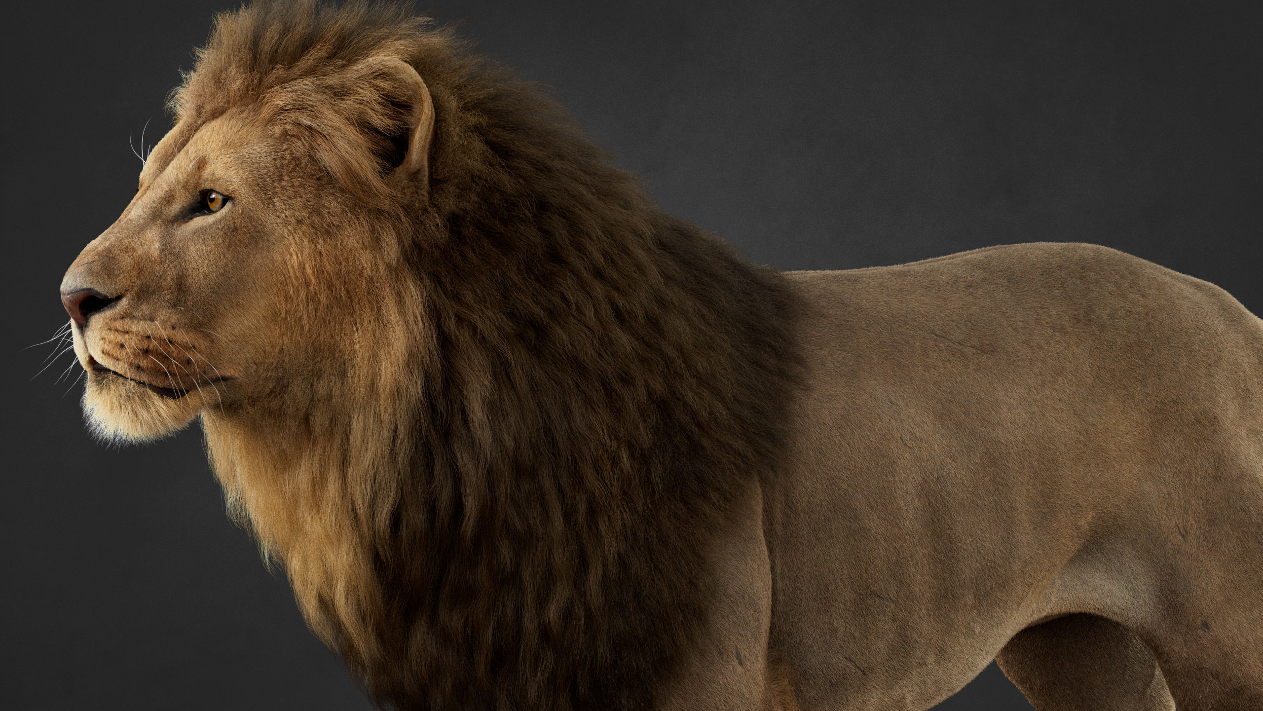 Lion 2025 - static version - Xgen-Core 3D model_16