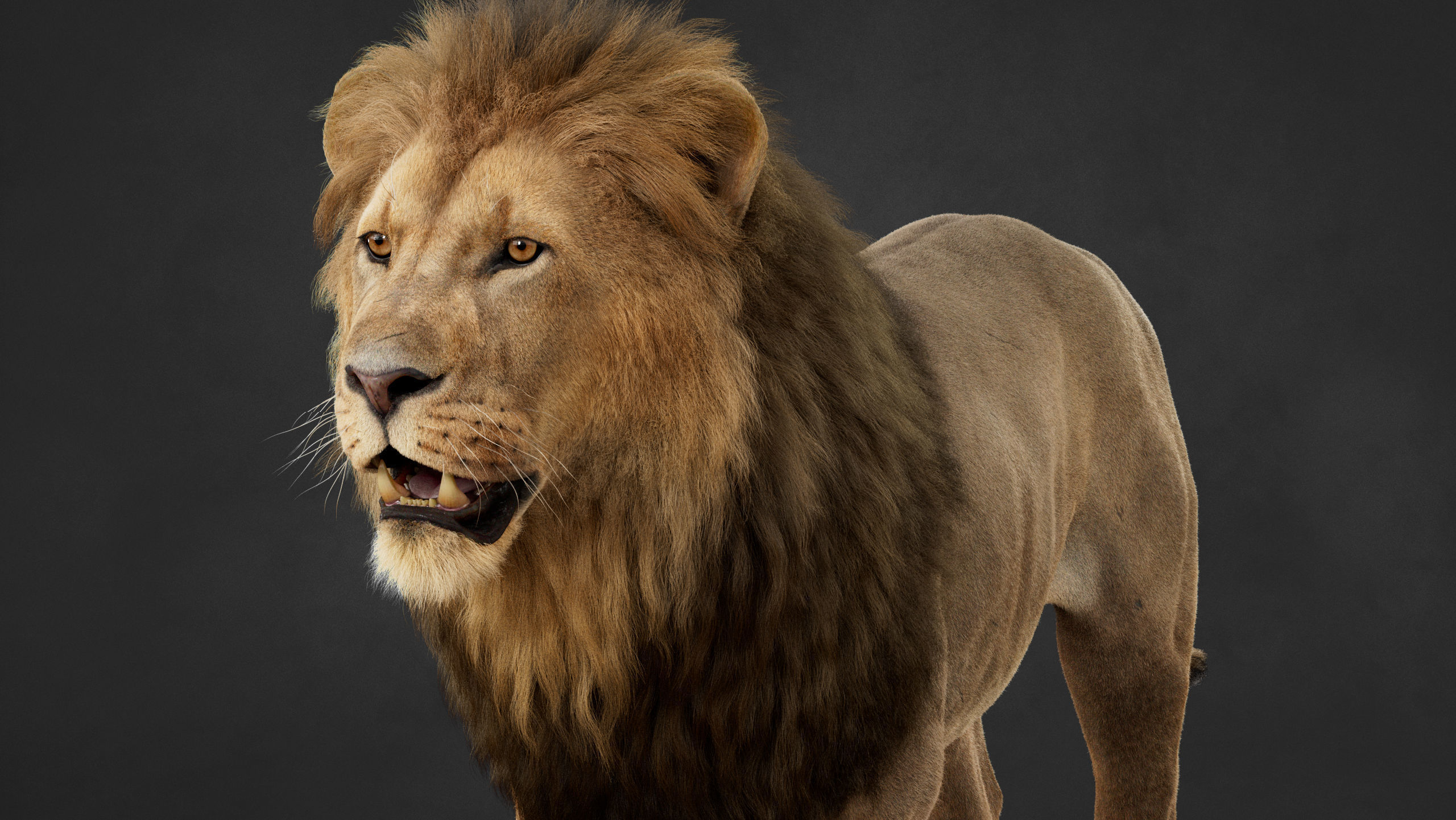 Lion 2025 - static version - Xgen-Core 3D model_6