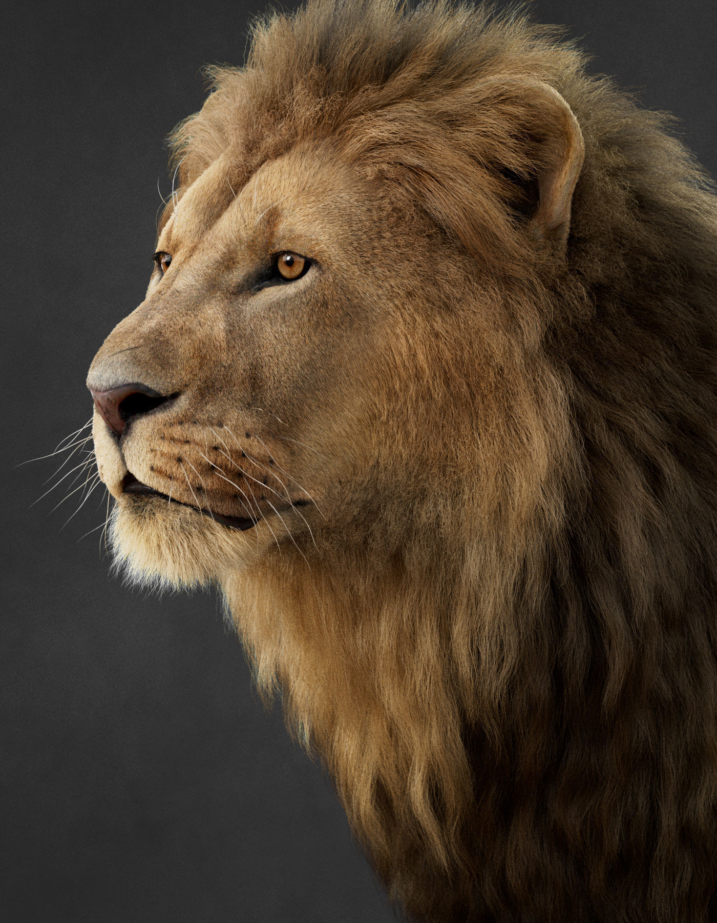 Lion 2025 - static version - Xgen-Core 3D model_22