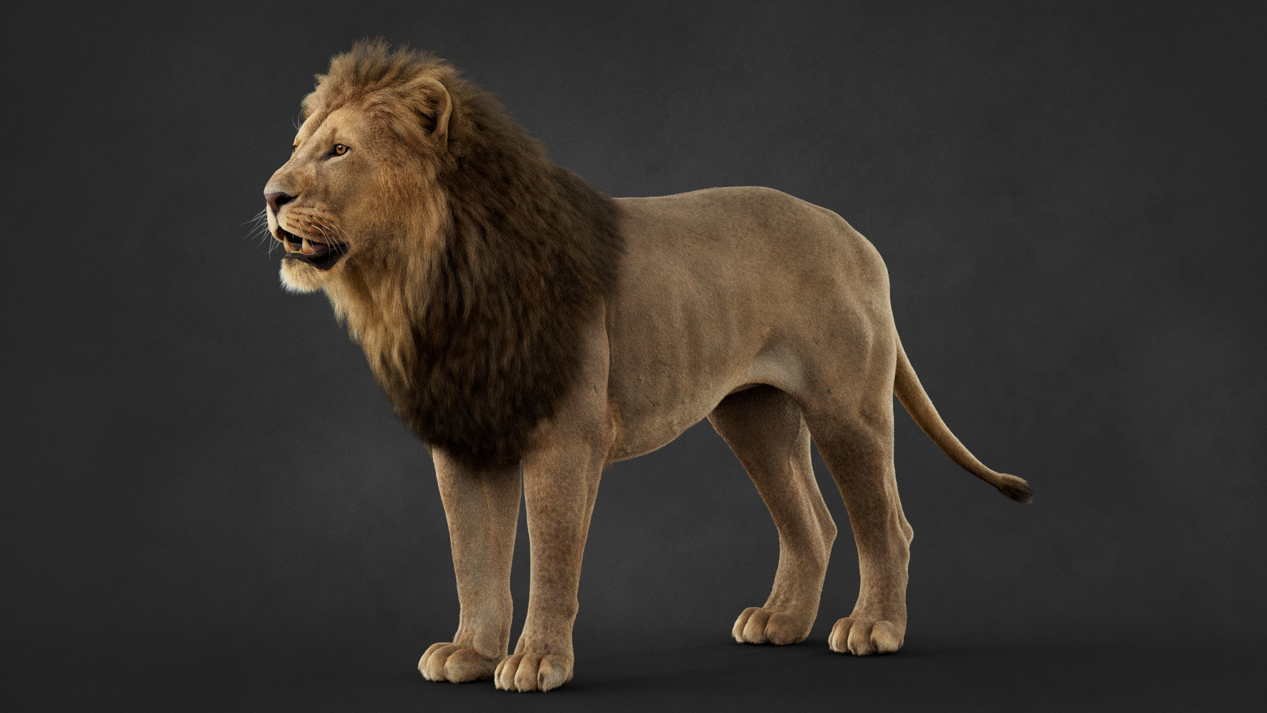 Lion 2025 - static version - Xgen-Core 3D model_11