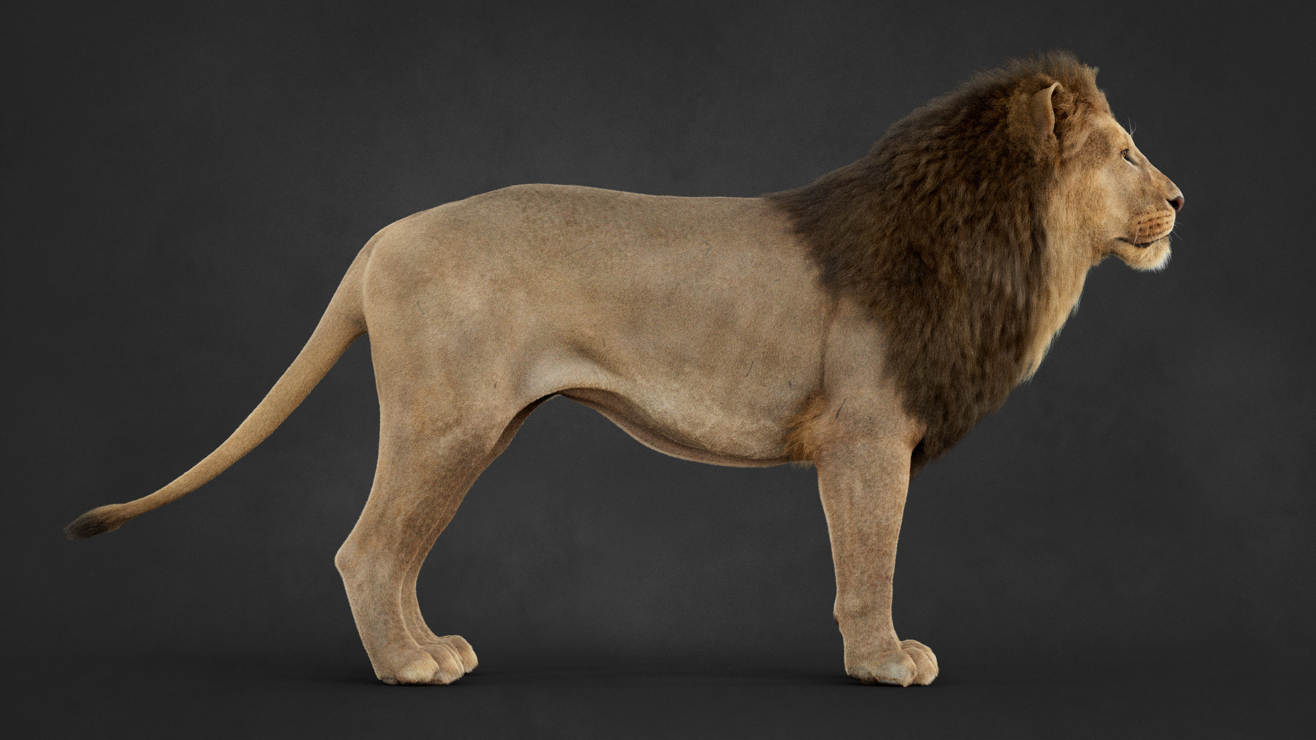 Lion 2025 - static version - Xgen-Core 3D model_20