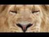 Lion 2025 - static version - Xgen-Core 3D model_2