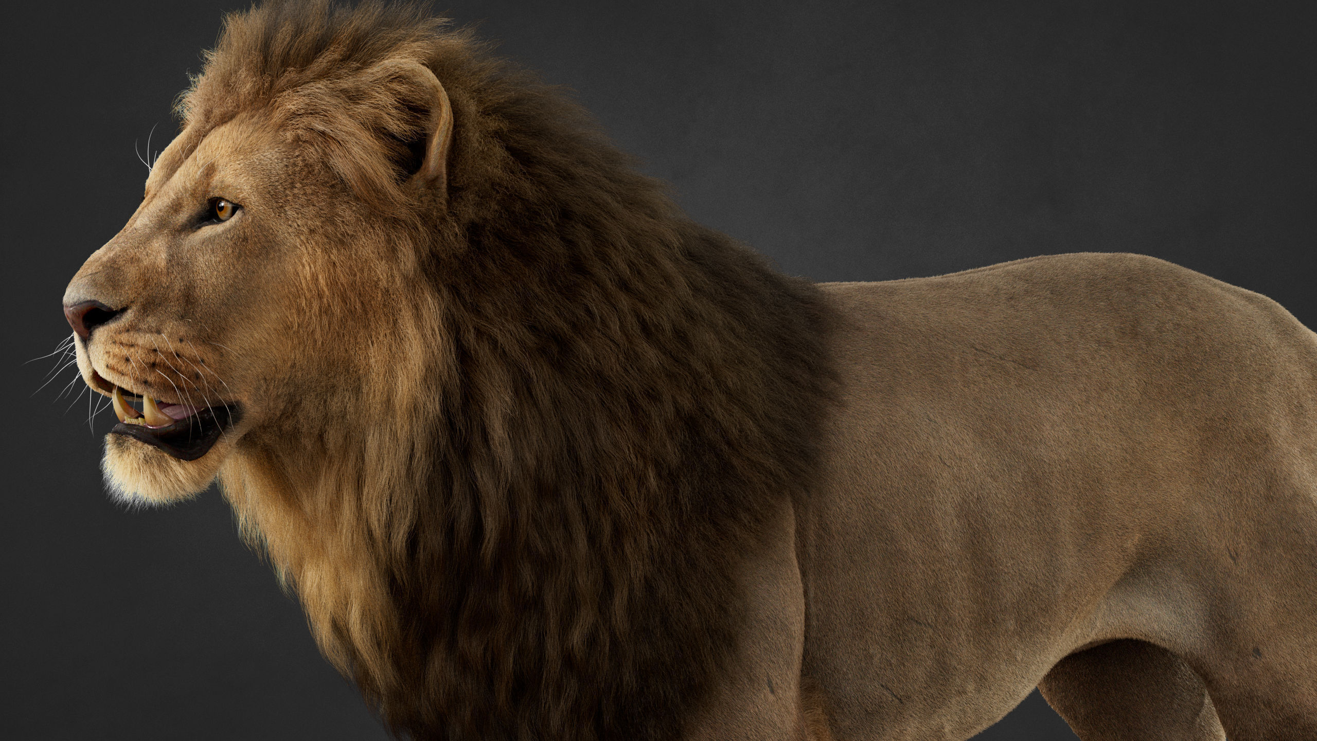 Lion 2025 - static version - Xgen-Core 3D model_15