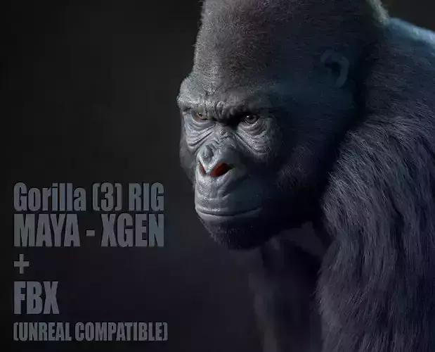 Gorilla 3 RIG XGEN CORE 3D model