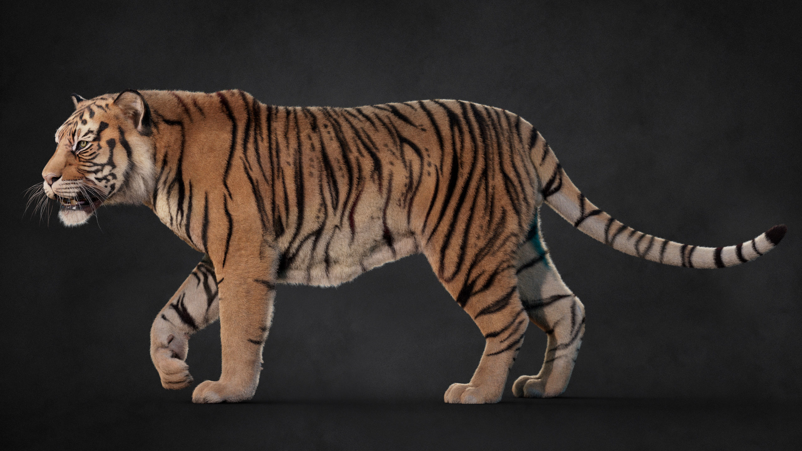 Tiger 2025 B RIG Xgen core 3D model_6