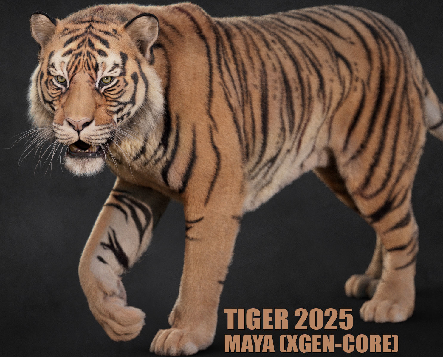 Tiger 2025 B RIG Xgen core 3D model_3