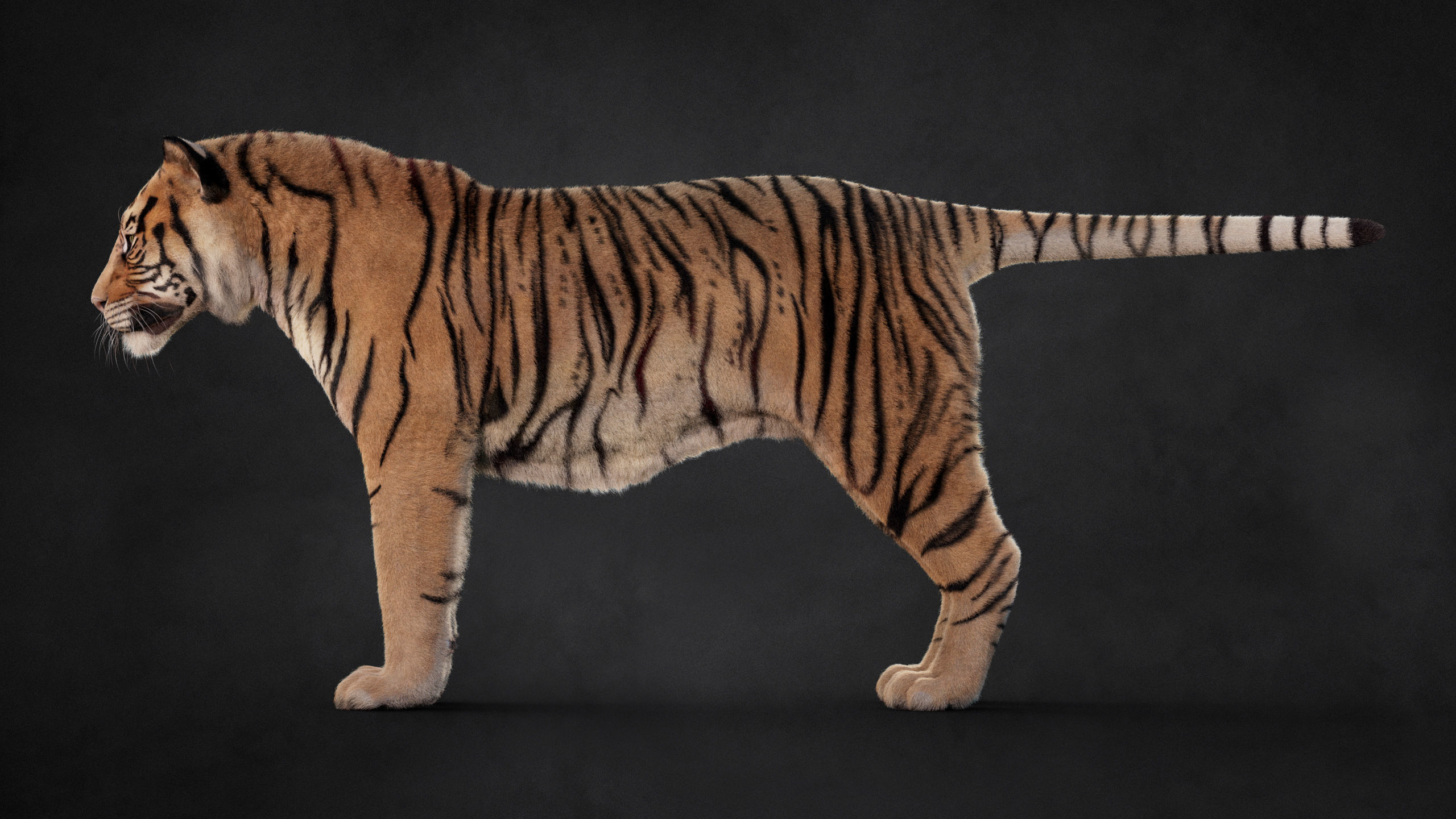 Tiger 2025 B RIG Xgen core 3D model_15