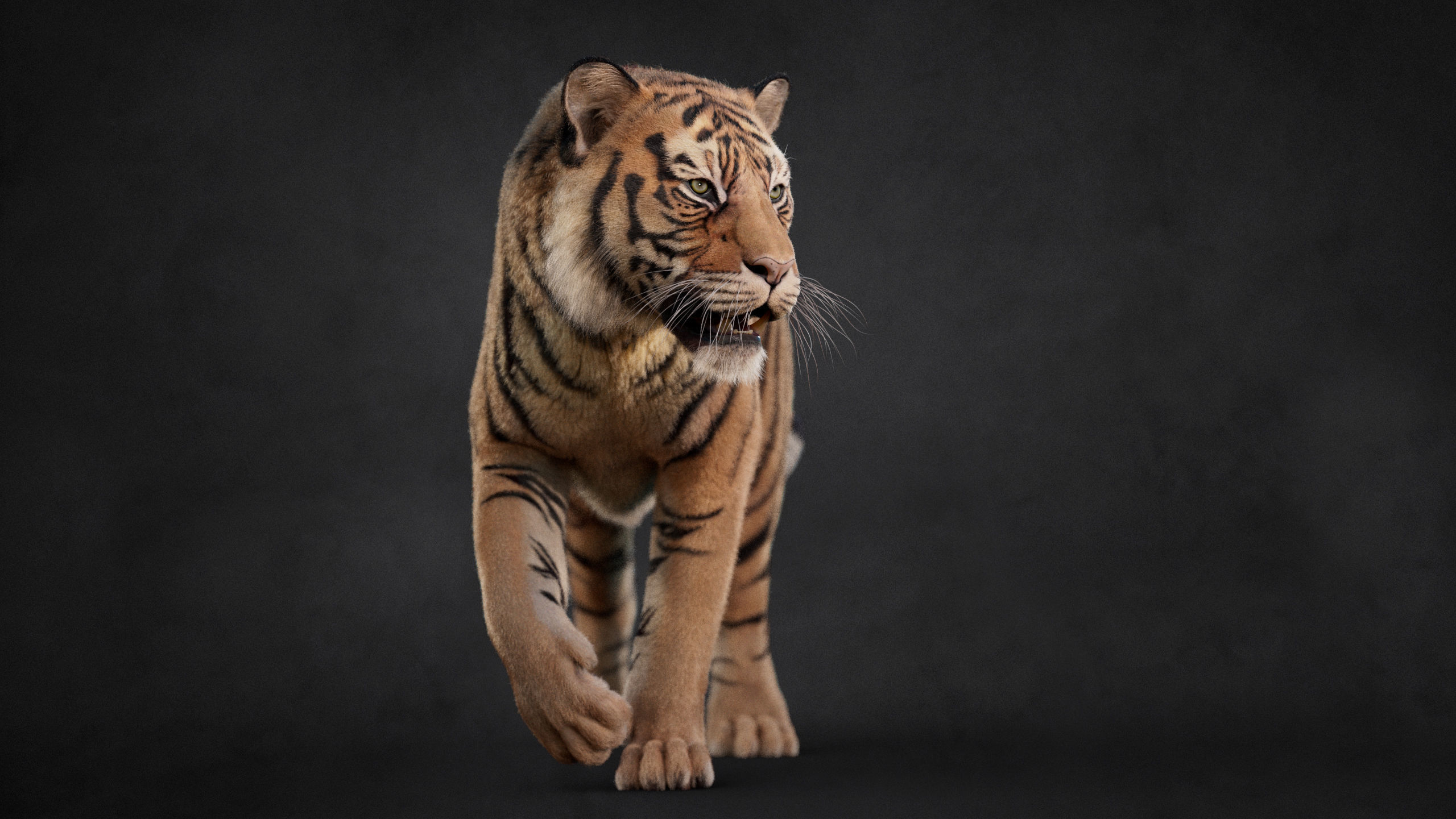 Tiger 2025 B RIG Xgen core 3D model_9