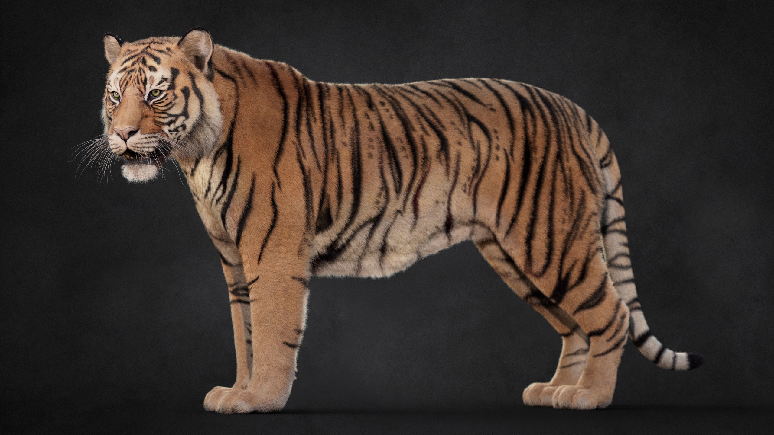 Tiger 2025 B RIG Xgen core 3D model_13