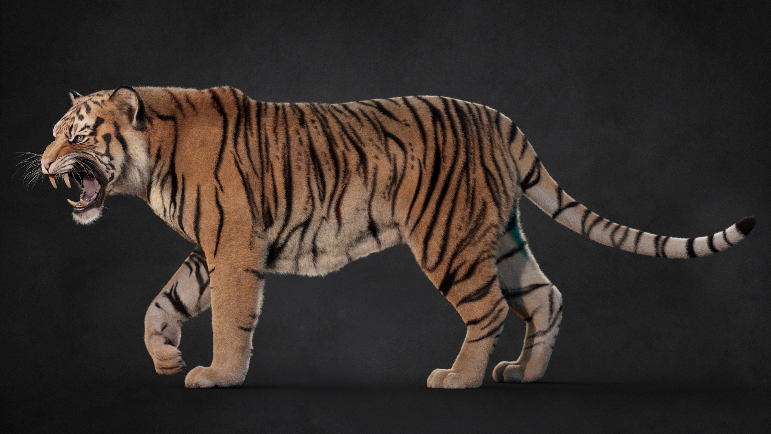Tiger 2025 B RIG Xgen core 3D model_7