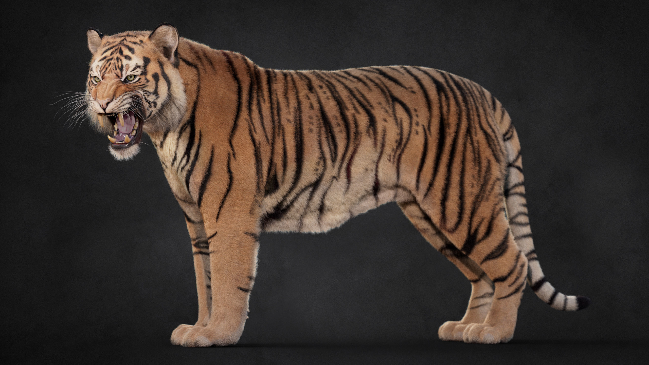 Tiger 2025 B RIG Xgen core 3D model_14