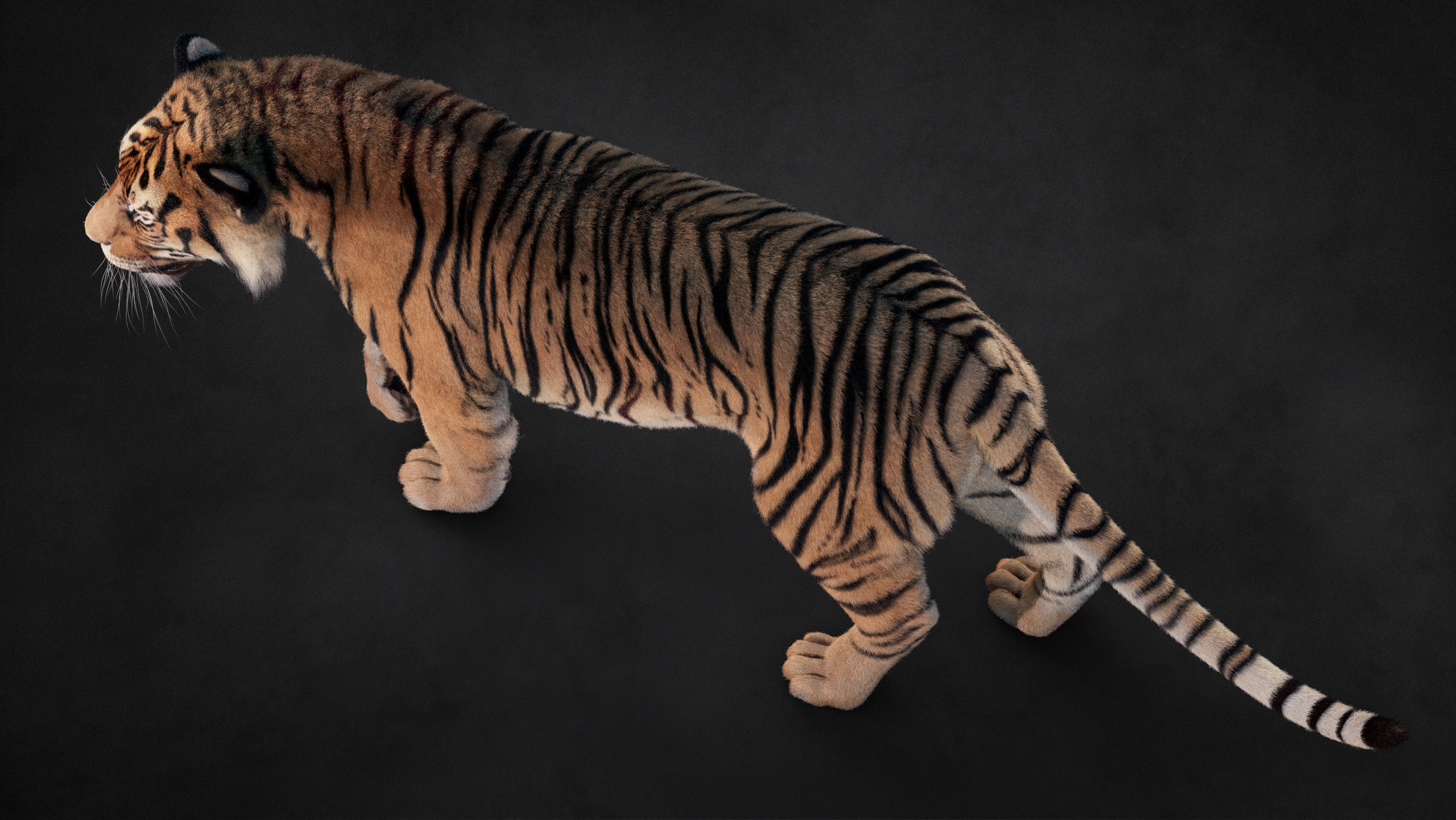 Tiger 2025 B RIG Xgen core 3D model_12