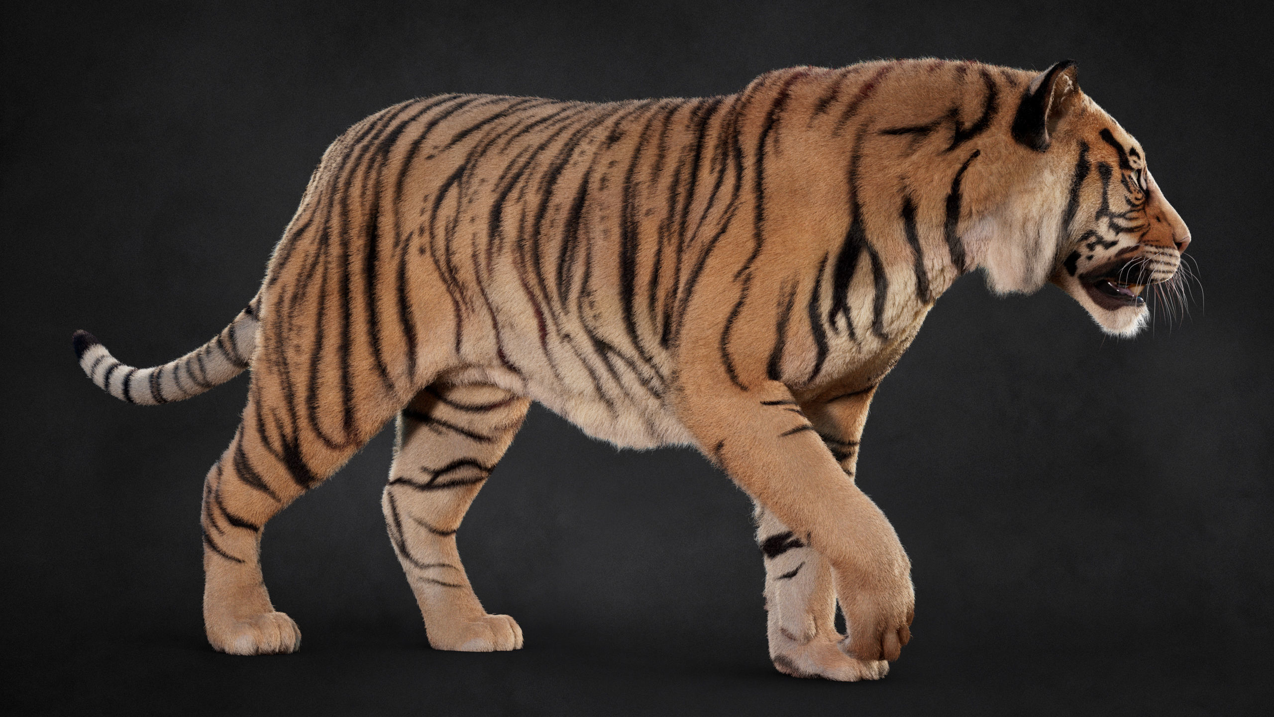 Tiger 2025 B RIG Xgen core 3D model_10