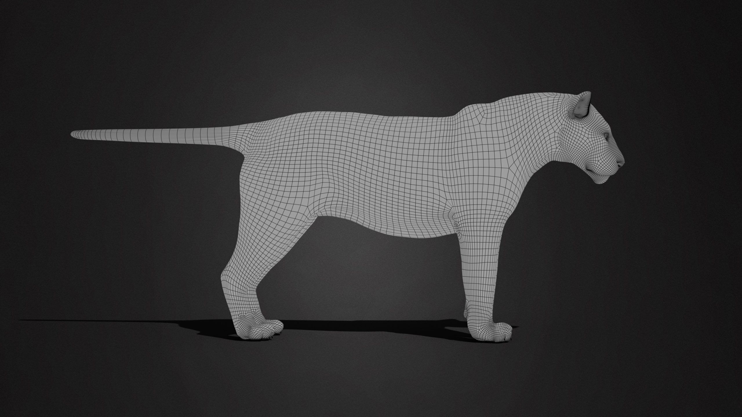 Tiger 2025 B RIG Xgen core 3D model_17