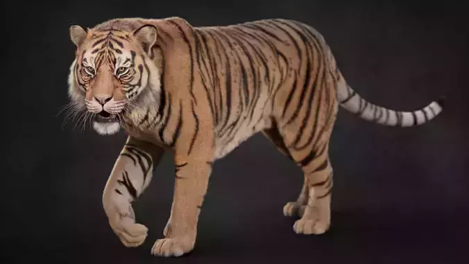 Tiger 2025 B RIG Xgen core 3D model