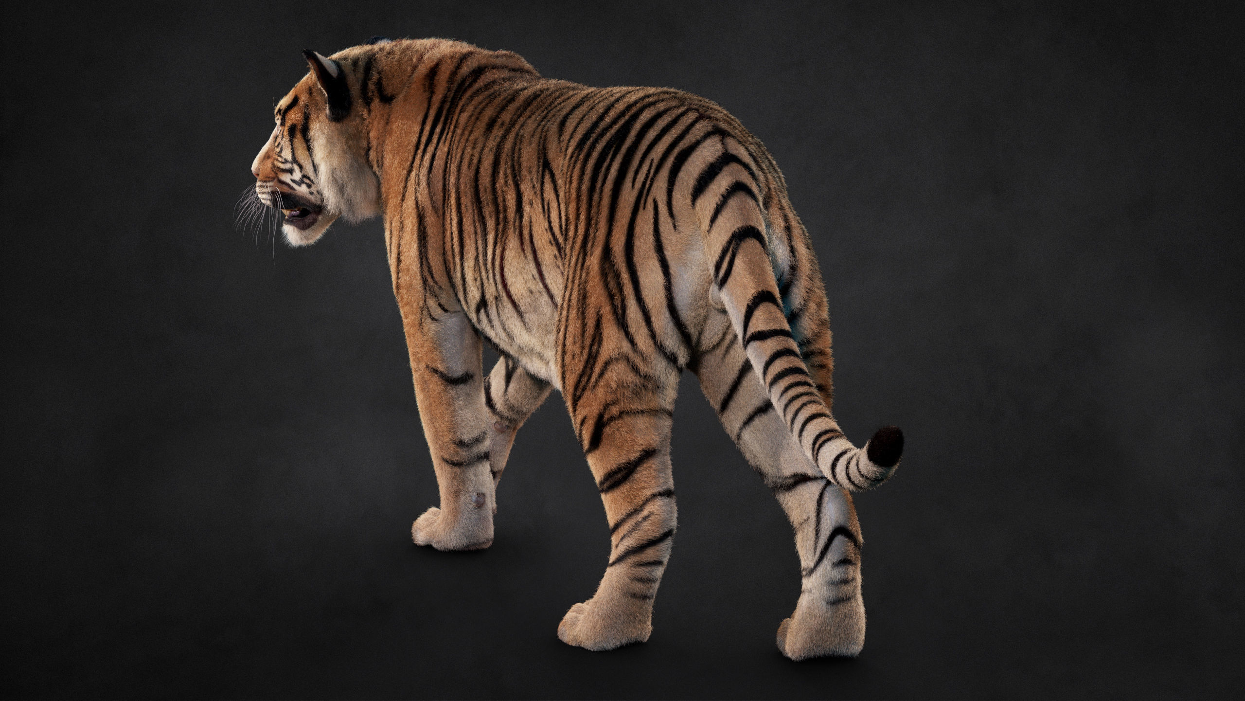 Tiger 2025 B RIG Xgen core 3D model_11