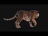 Tiger 2025 B RIG Xgen core 3D model_2